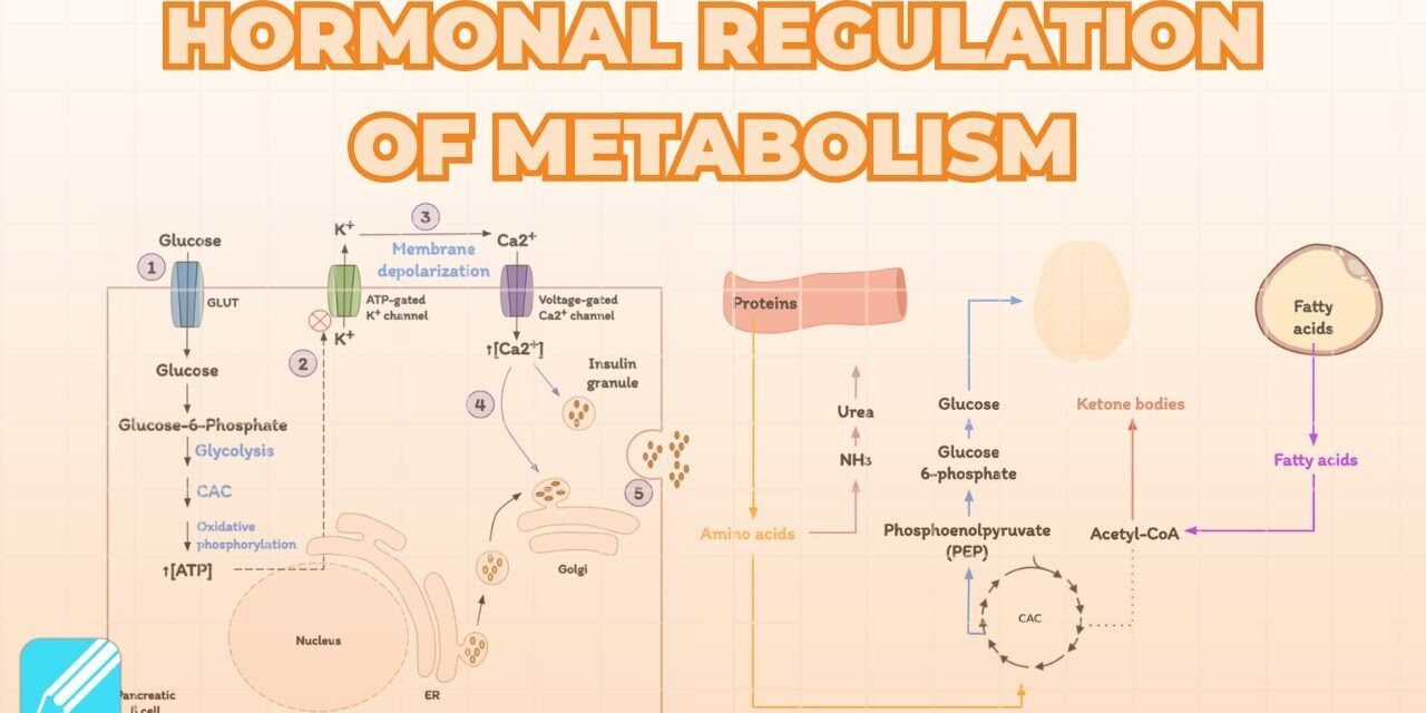 Hormonal Regulation of Fuel Metabolism (Insulin, Glucagon & Epinephrine)