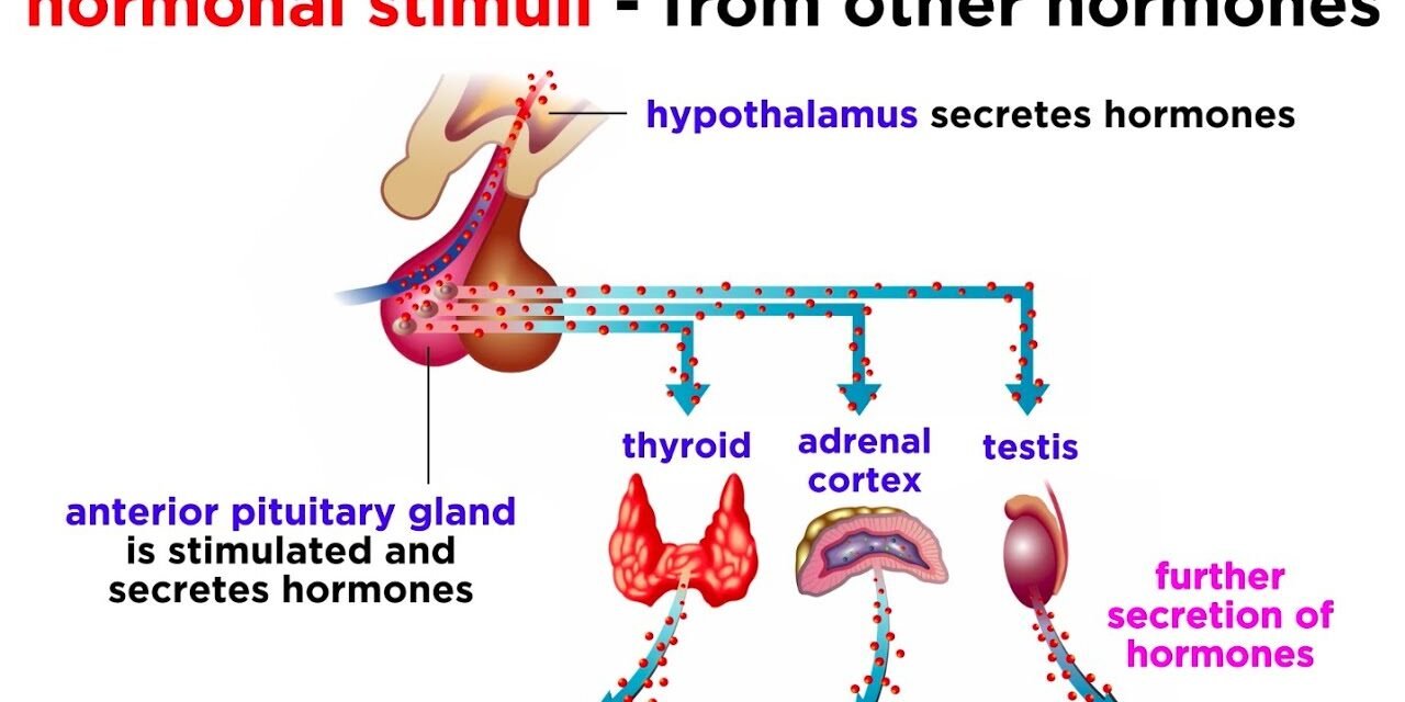 The Endocrine System