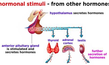 The Endocrine System