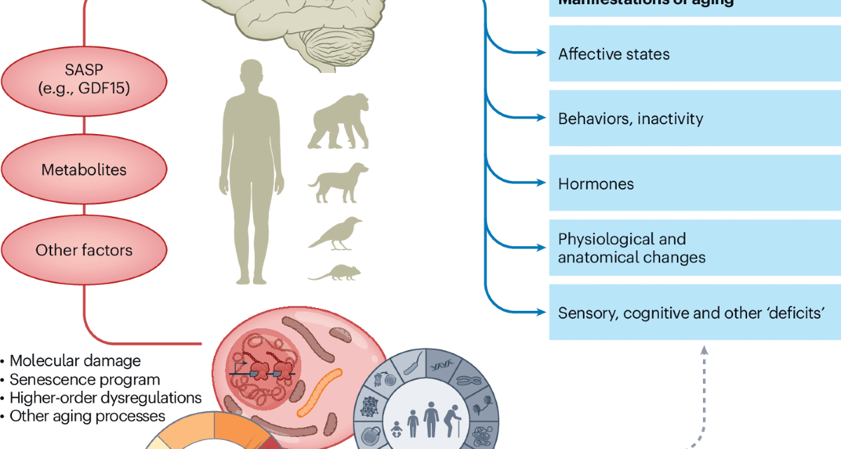 The Science of Energy: How Your Brain and Body Work Together