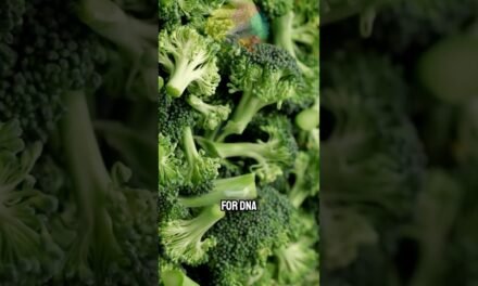 Best Anti-Aging Foods To Eat For Longevity & Vitality  #health #nutrition #food