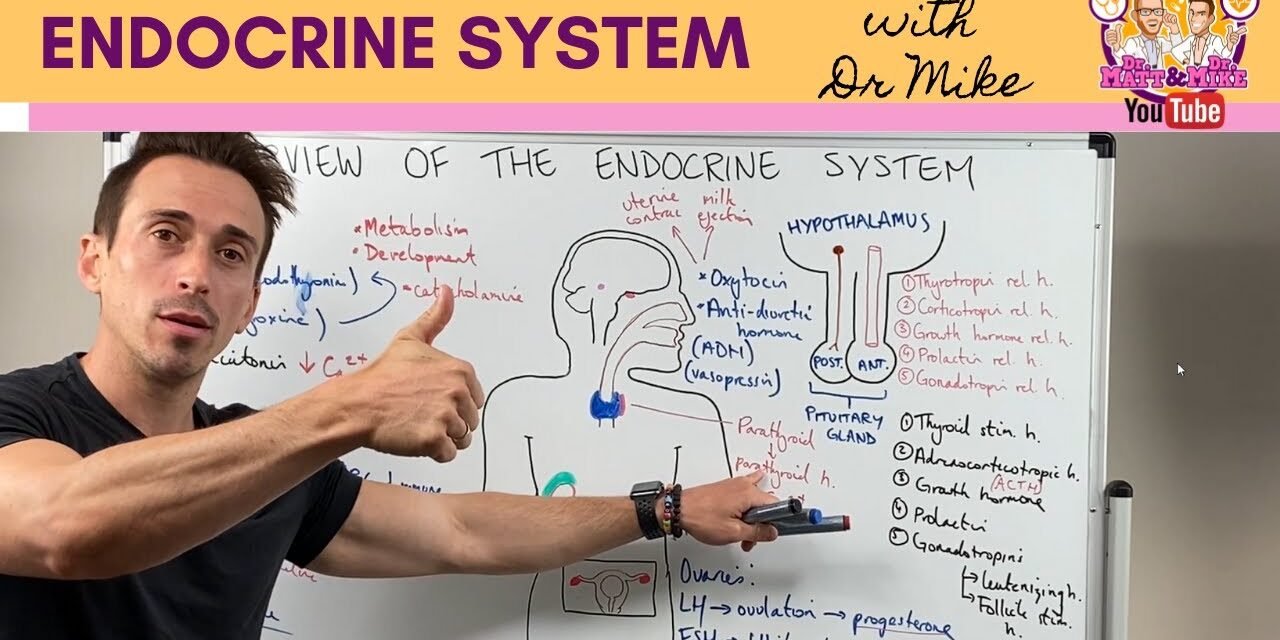 Overview of the Endocrine System