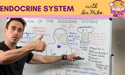 Overview of the Endocrine System