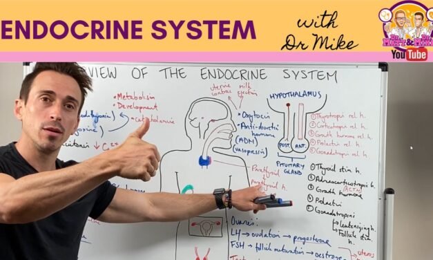 Overview of the Endocrine System