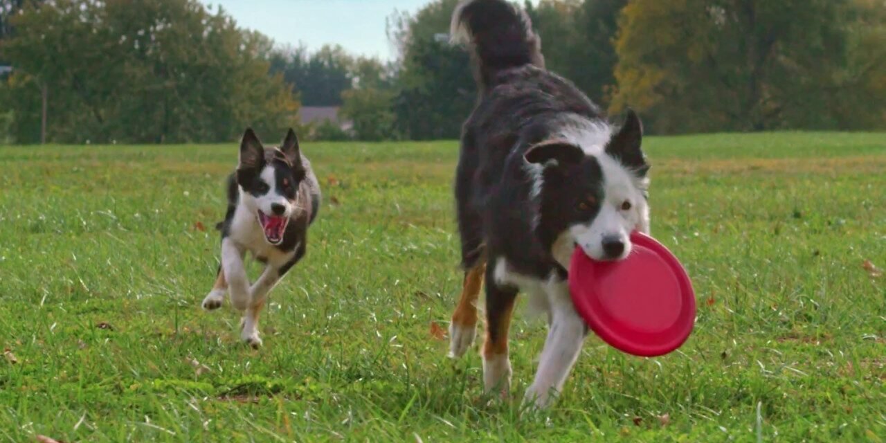 Hill's Science Diet Youthful Vitality – Fight the Effects of Aging