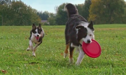 Hill's Science Diet Youthful Vitality – Fight the Effects of Aging