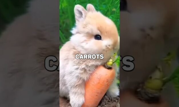 5 Energy Boosting Foods You Must Try Daily! #EnergyFoods #Superfoods #NaturalEnergy