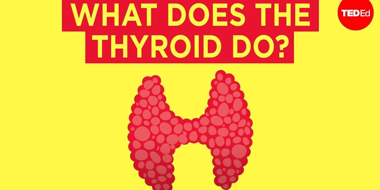 How does the thyroid manage your metabolism? – Emma Bryce