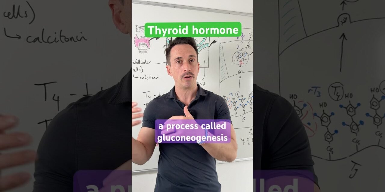 The Role of #Thyroid Hormone