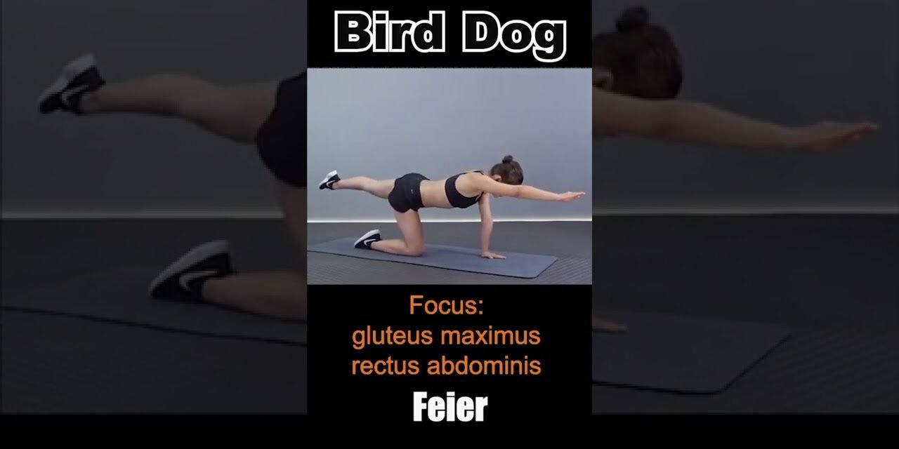 Bird dog #exercise #fitness #fitnesslifestyle #workout #birddog