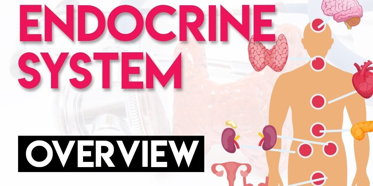 Overview and Anatomy & Physiology | Endocrine System (Part 1)