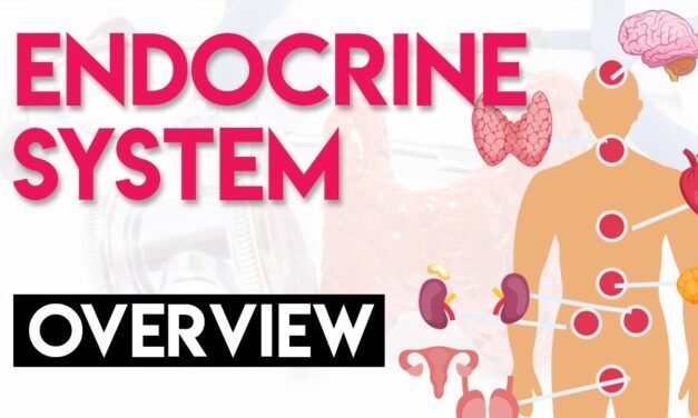 Overview and Anatomy & Physiology | Endocrine System (Part 1)