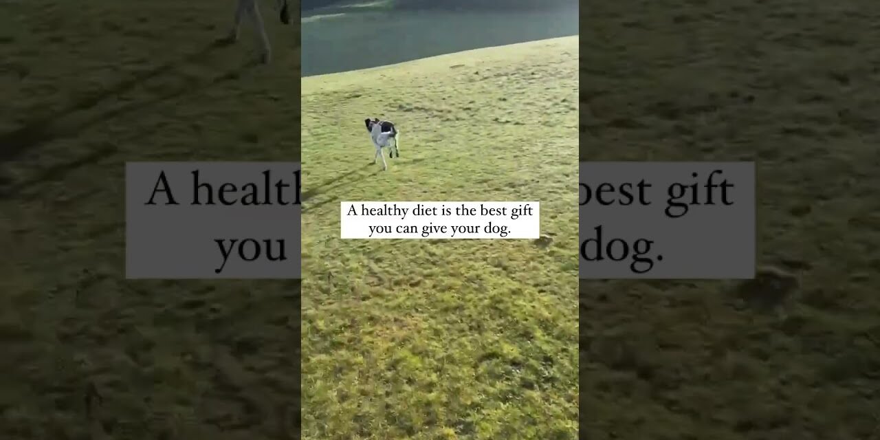 Unlock their vitality and well-being with proper nutrition!