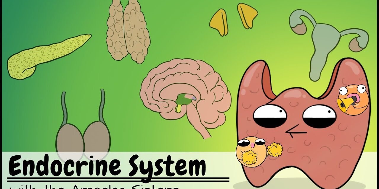 Endocrine System