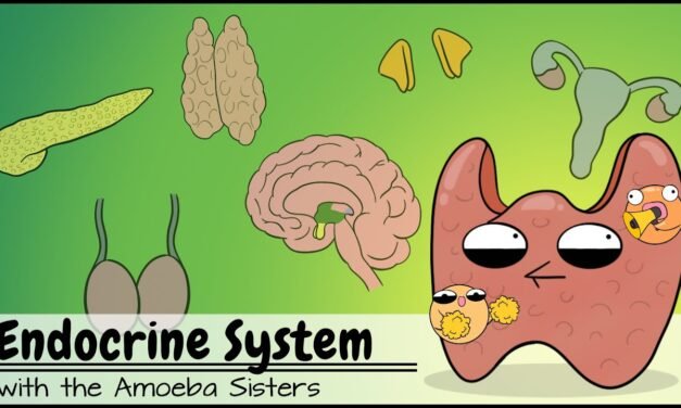 Endocrine System