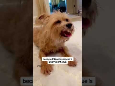 Hill’s Pet Nutrition Senior Vitality keeps Pippa on the go! #Shorts