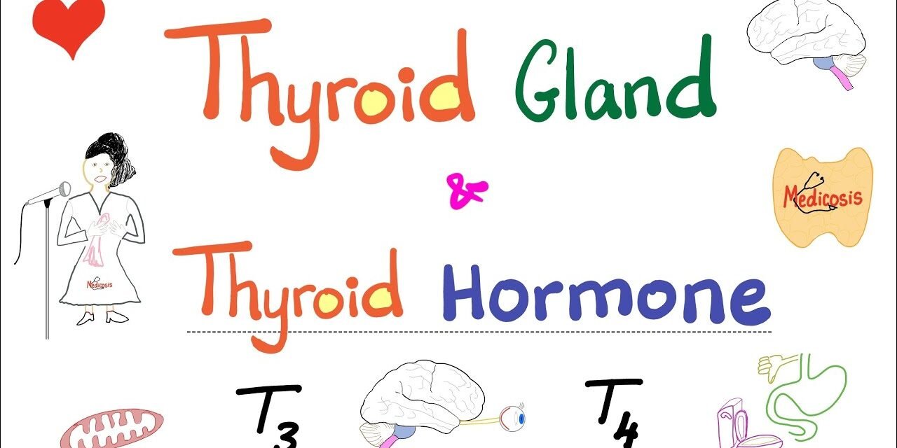The Thyroid Gland – Thyroid Hormone (T3 & T4) – Endocrine System