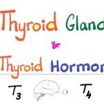 The Thyroid Gland – Thyroid Hormone (T3 & T4) – Endocrine System