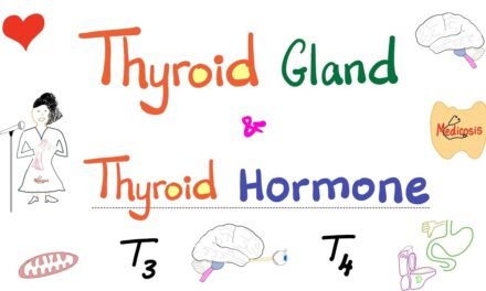 The Thyroid Gland – Thyroid Hormone (T3 & T4) – Endocrine System
