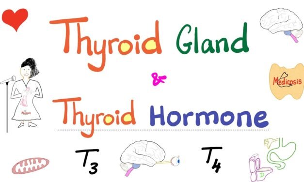 The Thyroid Gland – Thyroid Hormone (T3 & T4) – Endocrine System